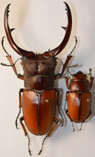 Prosopocoilus astacoides